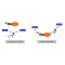 SARS-CoV-2 Nucleocapsid Protein Binding Kit (For mouse antibody)
